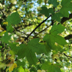 Acer campestre par Semences du Puy