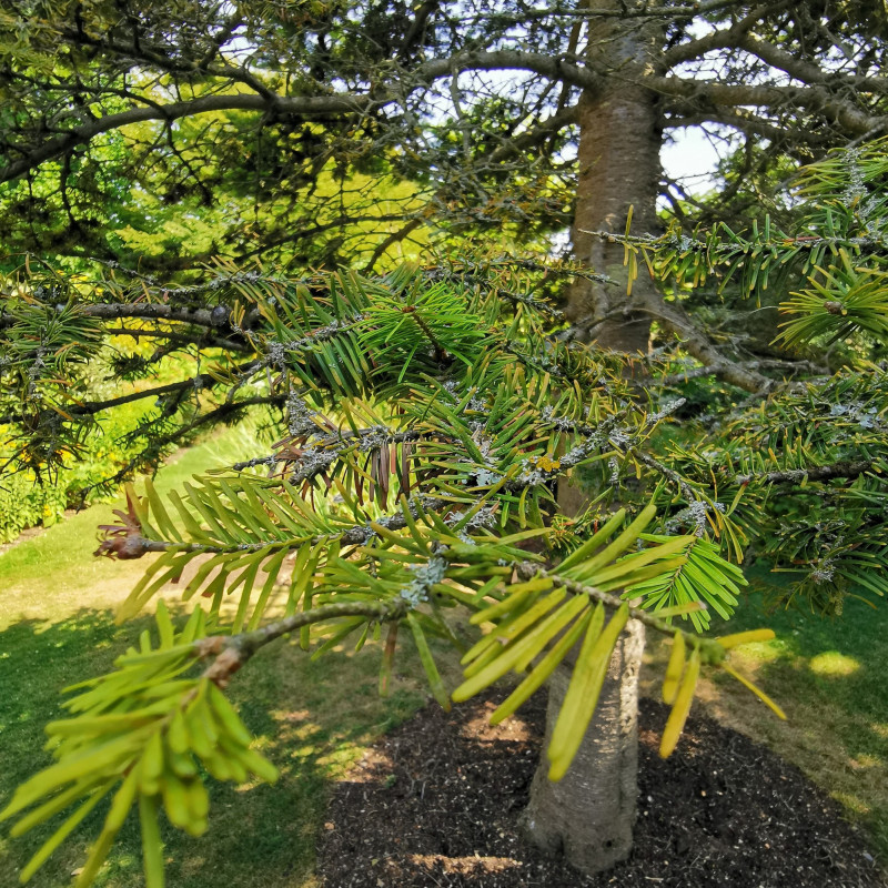 Graines De Sapin Baumier - Semences D'Abies Balsamea