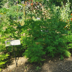 Artemisia annua - Semences du Puy