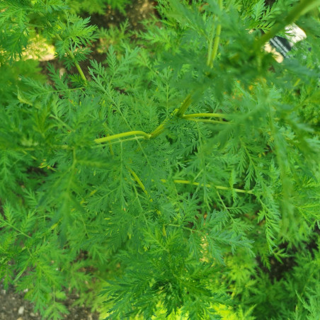 Graines D Artemisia Annua Semences D Armoise Annuelle Plante Annuelle