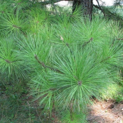 Pinus taeda de David J. Stang, CC BY-SA 4.0, via Wikimedia Commons