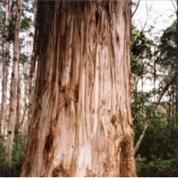 Eucalyptus nitens de Poyt448 Peter Woodard, Public domain, via Wikimedia Commons