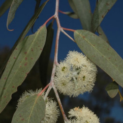 Eucalyptus risdonii de Murray Fagg, CC BY 3.0 AU, via Wikimedia Commons
