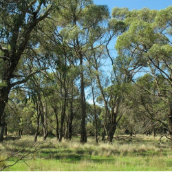 Eucalyptus aggregata de Jackie Miles, CC BY 3.0 AU, via Wikimedia Commons