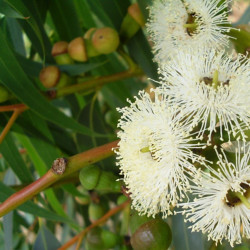 Eucalyptus gomphocephala de Ilena from Perth, Australia, CC BY-SA 2.0, via Wikimedia Commons