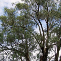 Eucalyptus macarthurii de Poyt448 Peter Woodard, CC0, via Wikimedia Commons