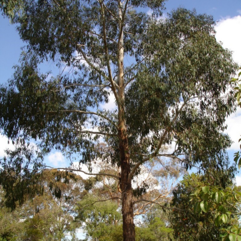 Eucalyptus ovata de HelloMojo sur Wikipédia anglais, Public domain, via Wikimedia Commons