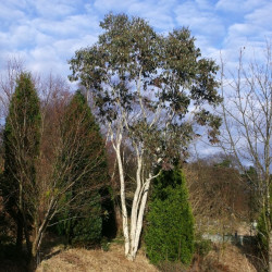 Eucalyptus Niphophila de BJ Smur, CC BY-SA 2.0, via Wikimedia Commons