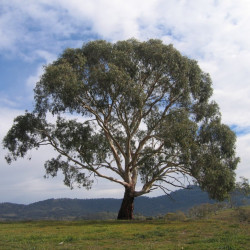 Eucalyptus rubida de Alexander110, Public domain, via Wikimedia Commons