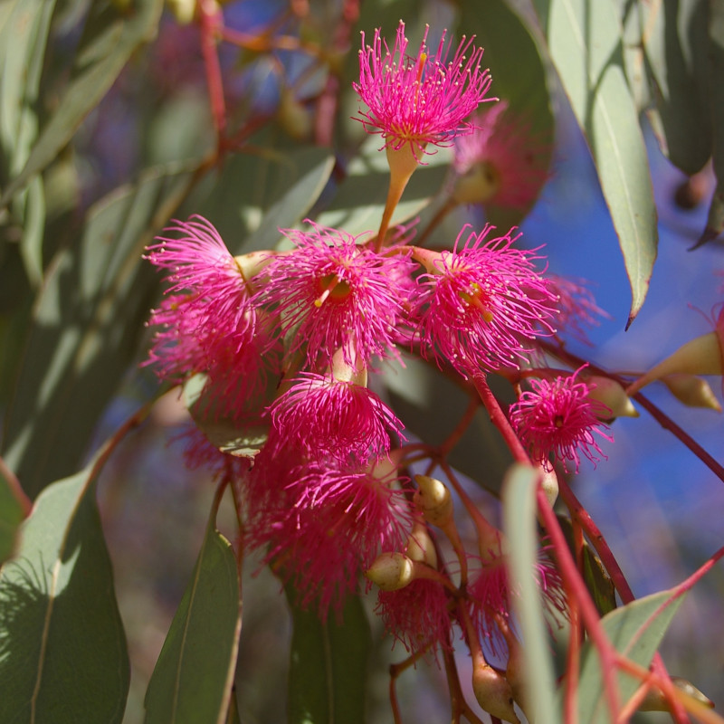 Eucalyptus sideroxylon de John Robert McPherson, CC BY-SA 4.0, via Wikimedia Commons