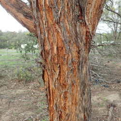 Eucalyptus youmanii de Geoff Derrin, CC BY-SA 4.0,  via Wikimedia Commons