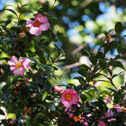Camellia sasanqua de harum.koh from Kobe city, Japan, CC BY-SA 2.0, via Wikimedia Commons