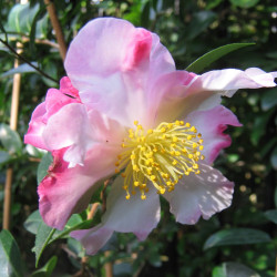 Camellia sasanqua de Eric Timewell, CC BY-SA 4.0, via Wikimedia Commons