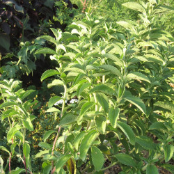 Stevia rebaudiana de Xavierserratm, CC BY-SA 4.0, via Wikimedia Commons
