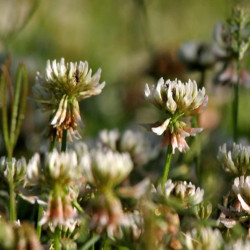Trifolium repens de J.M.Garg, CC BY 3.0, via Wikimedia Commons