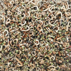 Mélange de graines de fleurs sauvages pour l'aménagement cailloutis - Semences du Puy