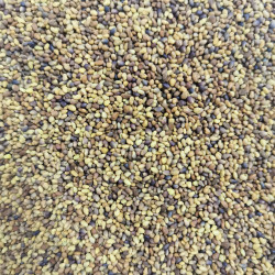 Graines de Trifolium pratense - Semences du Puy
