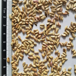 Graines de Punica granatum - Semences du Puy