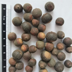 Graines de Quercus phellos - Semences du Puy
