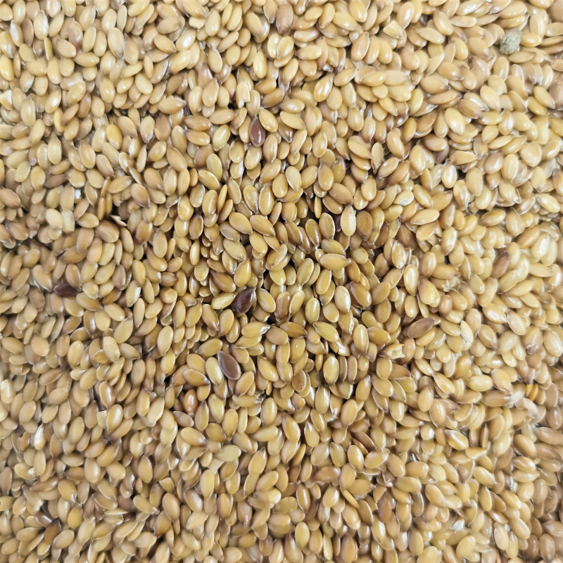 Graine de Lin Cultivé - Semences de Linum usitatissimum