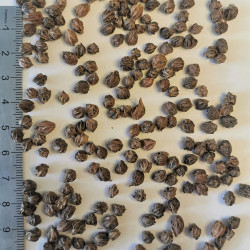 Graines désailées de Pterocarya fraxinifolia - Semences du Puy