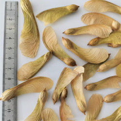 Graines d'Acer saccharinum- Semences du Puy