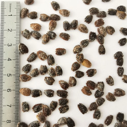 Graines de Passiflora alata - Semences du Puy