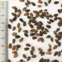 Graines de Passiflora ligularis - Semences du Puy