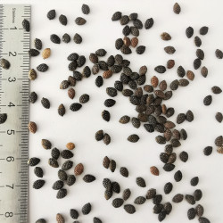 Graines de Passiflora subpeltata - Semences du Puy
