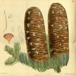 Abies magnifica de M.S. del., J.N.Fitch lith., Public domain, via Wikimedia Commons