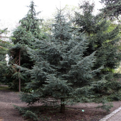 Picea engelmannii de Crusier, CC BY-SA 3.0, via Wikimedia Commons