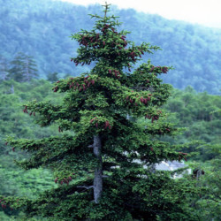 Picea jezoensis de Inti-sol commonswiki , CC BY-SA 3.0, via Wikimedia Common