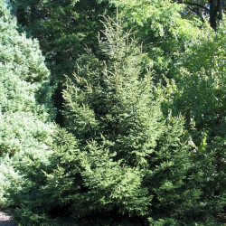 Picea orientalis de David J. Stang, CC BY-SA 4.0, via Wikimedia Commons