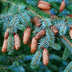 Picea sitchensis de geograph.org.uk Anne Burgess, Fir Cones, CC BY-SA 2.0, via Wikimedia Commons