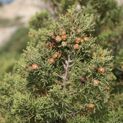 Juniperus phoenicea de Franz Xaver, CC BY-SA 3.0, via Wikimedia Commons
