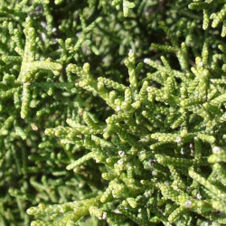 Juniperus phoenicea de Jeantosti, CC BY-SA 3.0 via Wikimedia commons