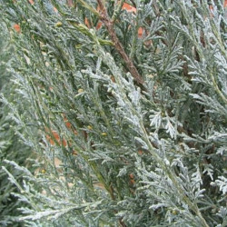 Juniperus scopulorum de David J. Stang, CC BY-SA 4.0, via Wikimedia Commons