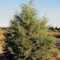 Juniperus scopulorum de USDA-NRCS PLANTS Database & Herman, Public domain, via Wikimedia Commons