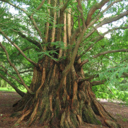 Metasequoia Glyptostroboides de Chhe, Public domain, via Wikimedia Commons