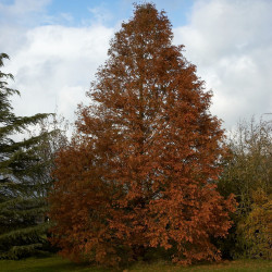 Metasequoia glyptostroboides de Wouter Hagens, Public domain,, via Wikimedia Commons