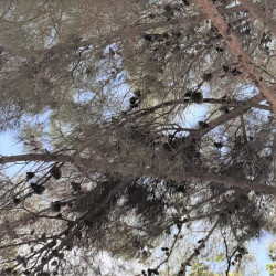 Pinus brutia par Semences du Puy