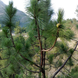 Pinus roxburghii de Nauman Sadiq from Pakistan, CC BY 2.0, via Wikimedia Commons
