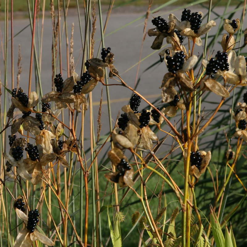 Graines De Fleur De L Opard Semences De Belamcanda Chinensis