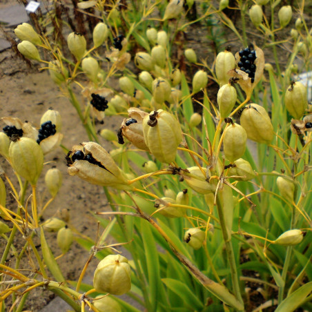 Graines De Fleur De L Opard Semences De Belamcanda Chinensis