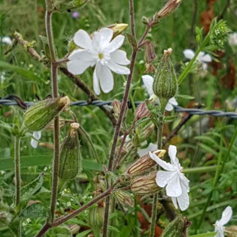 Graines de Compagnon blanc - Semences de Silene latifolia - Végétal local