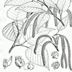 Betula alnoides de Ayacop, domaine public, via Wikimedia Commons