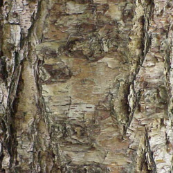 Betula nigra de Kurt Stüber [1], CC BY-SA 3.0, via Wikimedia Commons