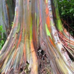Eucalyptus deglupta de MECU, EUG,  CC BY-SA 2.0, via Wikimedia Commons
