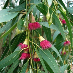 Eucalyptus leucoxylon rosea de Jeantosti, CC BY-SA 3.0 via Wikimedia Commons