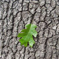 Quercus kelloggii de Splarka (d · contributions), Public domain, via Wikimedia Commons